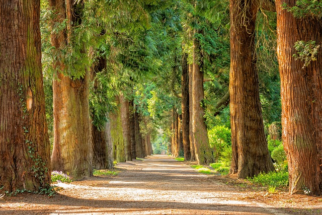 Un camino con árboles. Imagen de Peter H en Pixabay