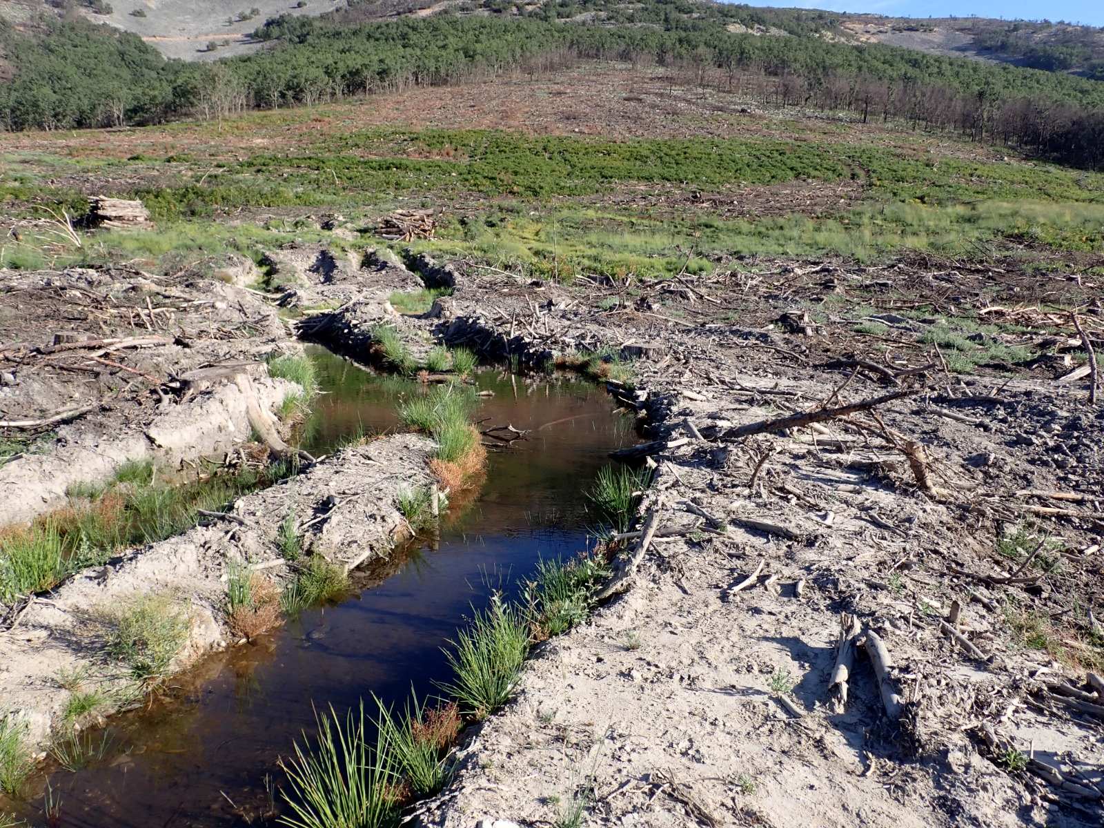 Graves daños a la turbera del arroyo del Mortero en Serradilla del Arroyo. Fotografía. Comité Antinuclear y Ecologista de Salamanca.