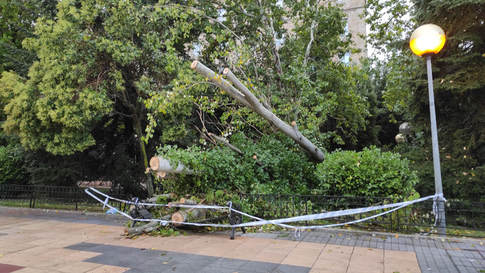 El árbol caído y las ramas cortadas en el parque de los Jesuitas.